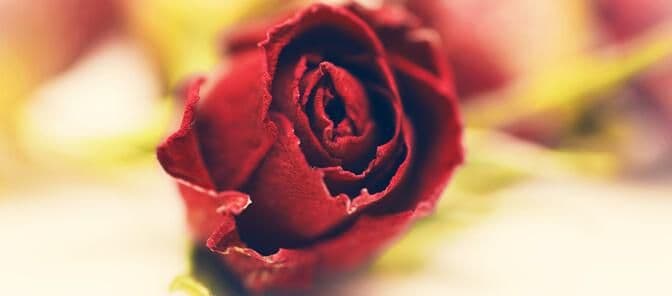 rose-t.jpg